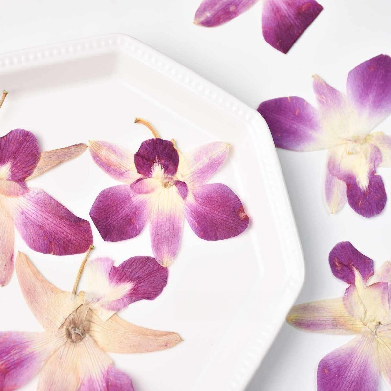 4pcs,Real Pressed Butterfly Or - Art Craft Butterfly ulasan dan harga