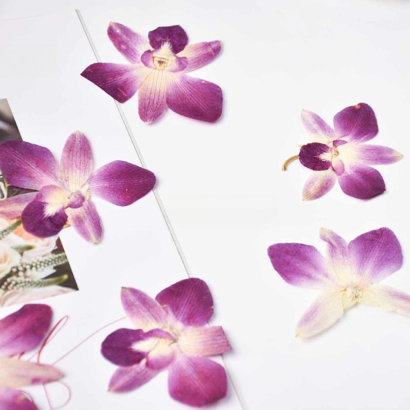 4pcs,Real Pressed Butterfly Or - Art Craft Butterfly ulasan dan harga