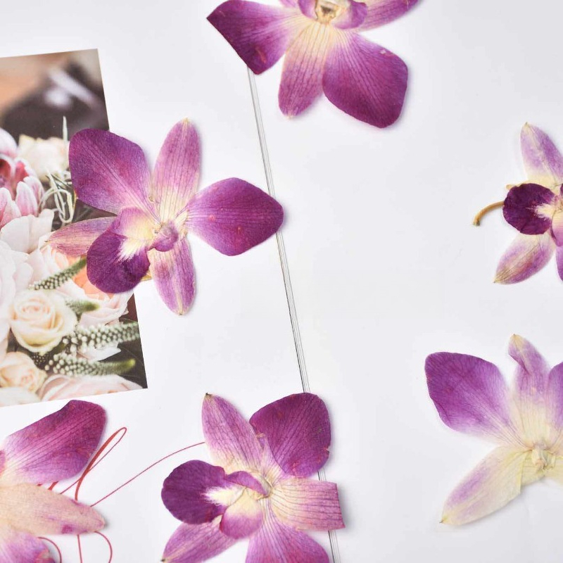 4pcs,Real Pressed Butterfly Or - Art Craft Butterfly ulasan dan harga