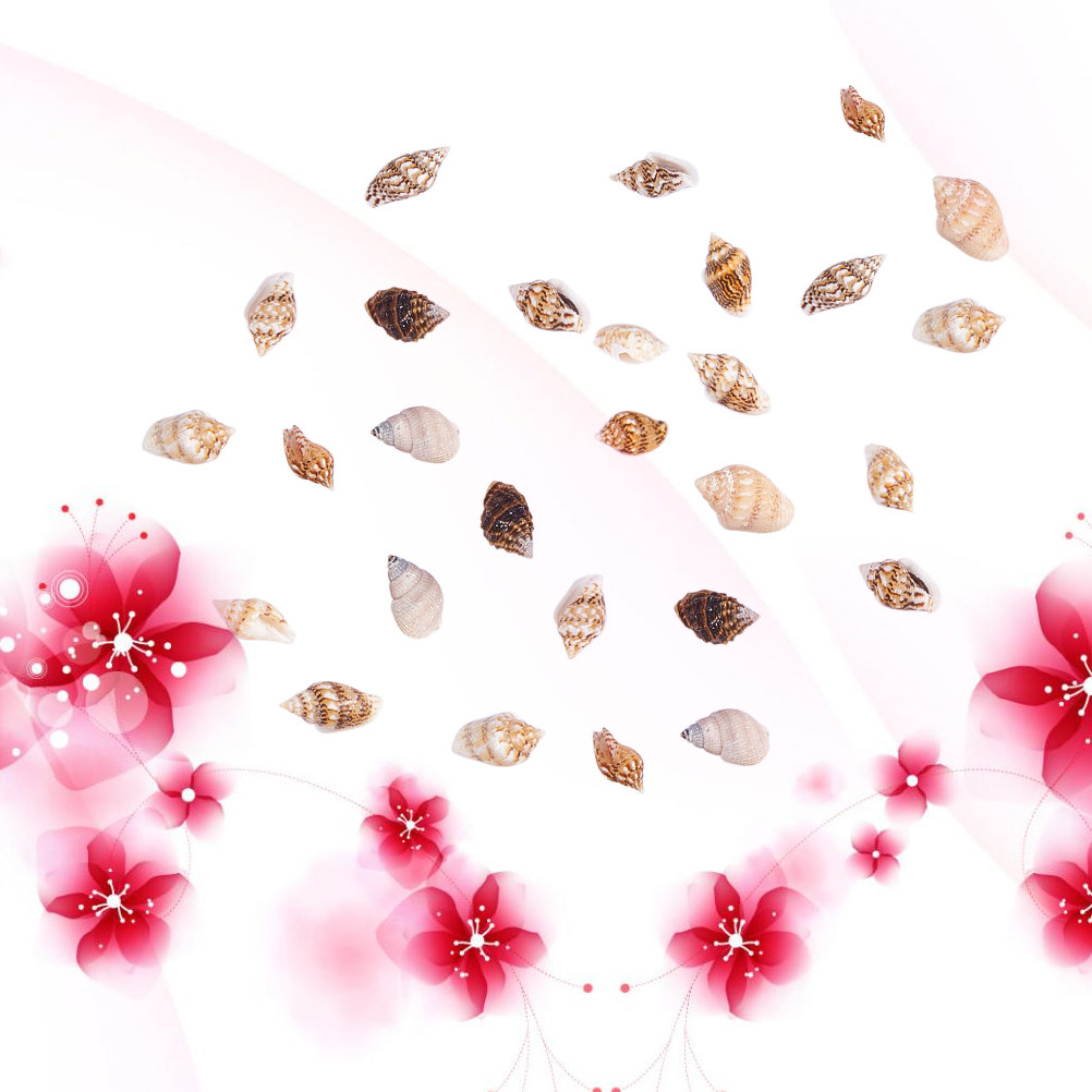 1 Box Assorted Beach Seashells - Art Craft Decoration Ideas ulasan dan harga