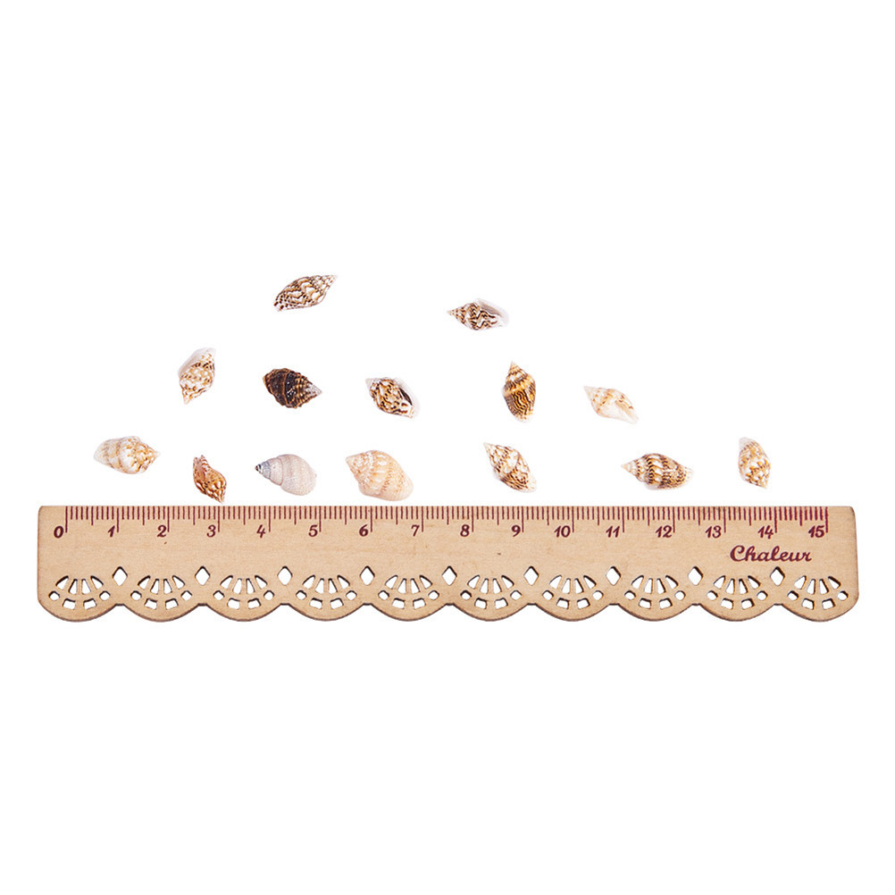 1 Box Assorted Beach Seashells - Art Craft Decoration Ideas ulasan dan harga
