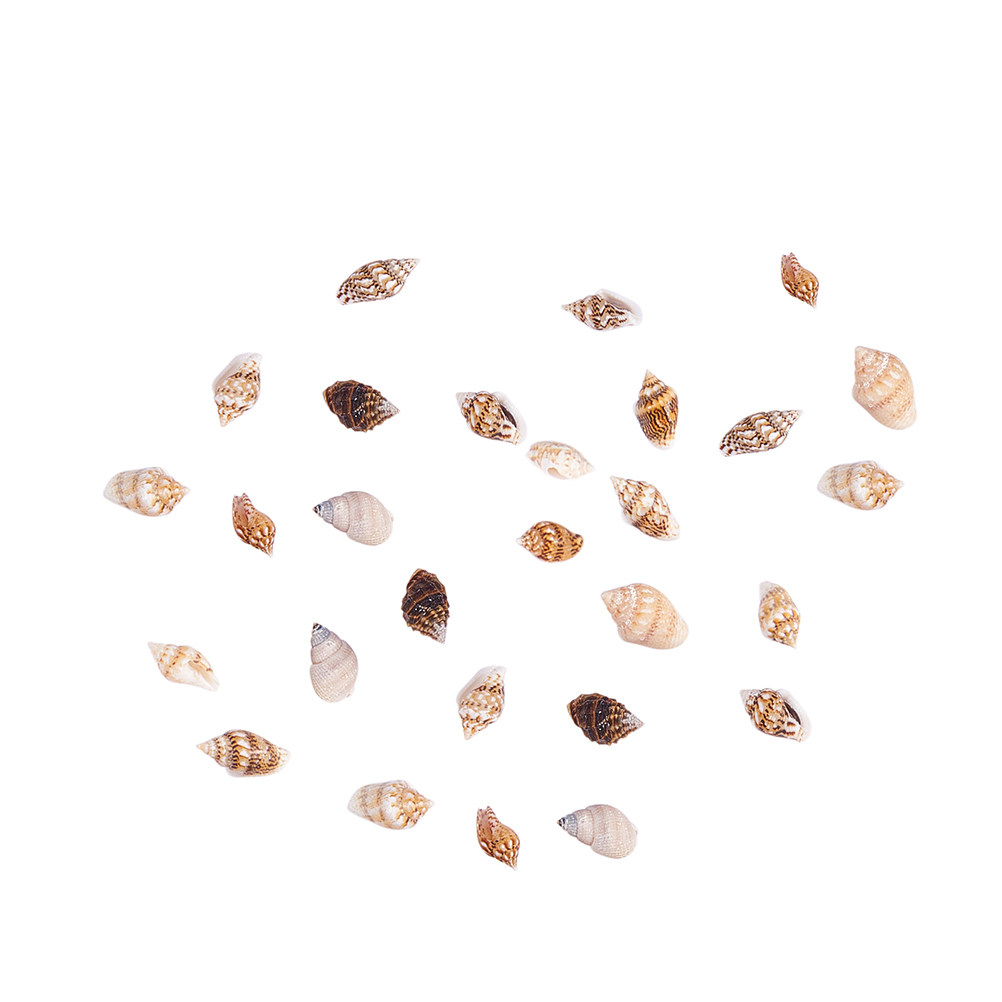 1 Box Assorted Beach Seashells - Art Craft Decoration Ideas ulasan dan harga